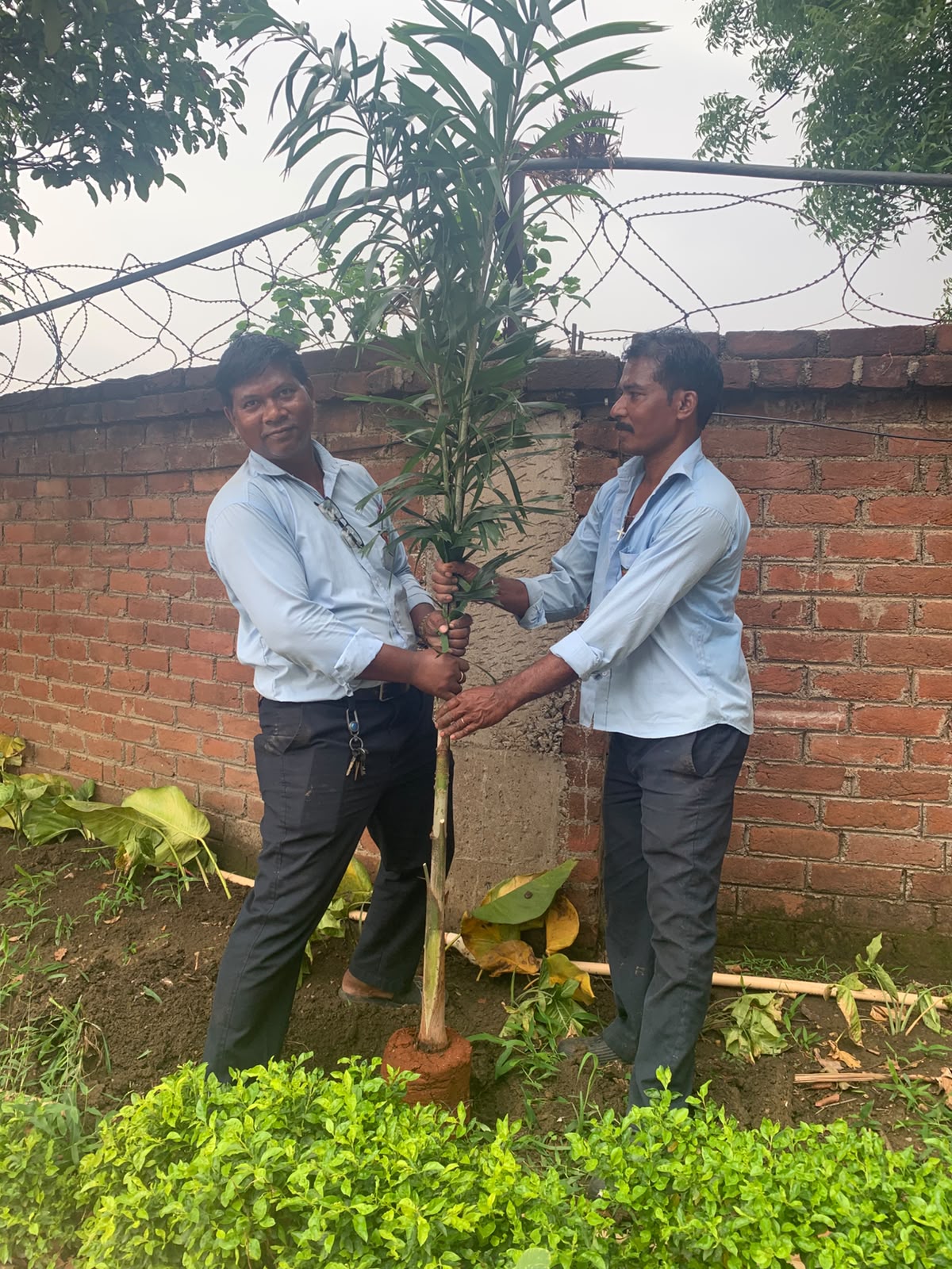 Plantation
