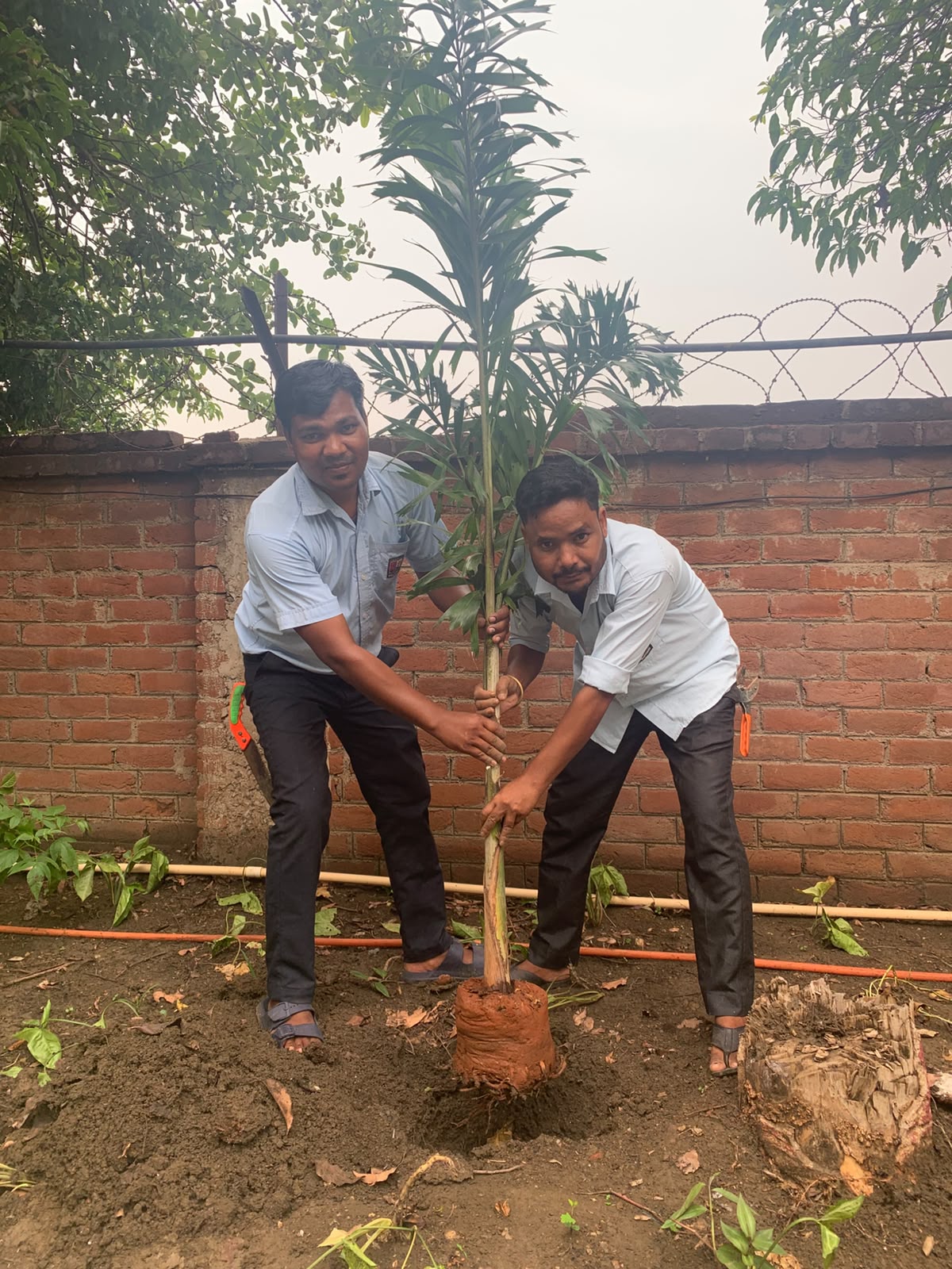 Plantation